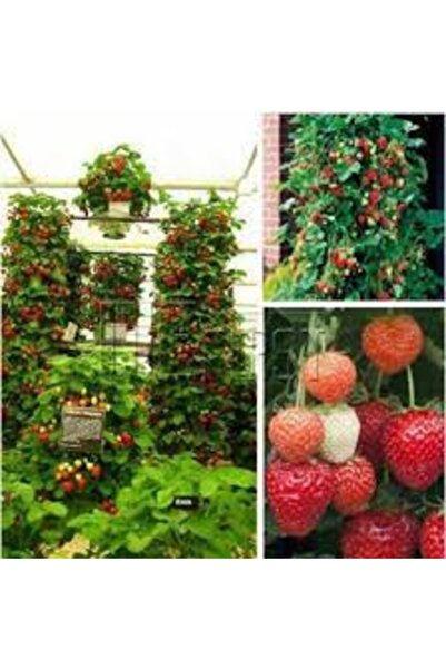 Köy Tohumları 100 Adet Tohum Nadir Organik Kırmızı Alman Çileği Alman Çilek A...