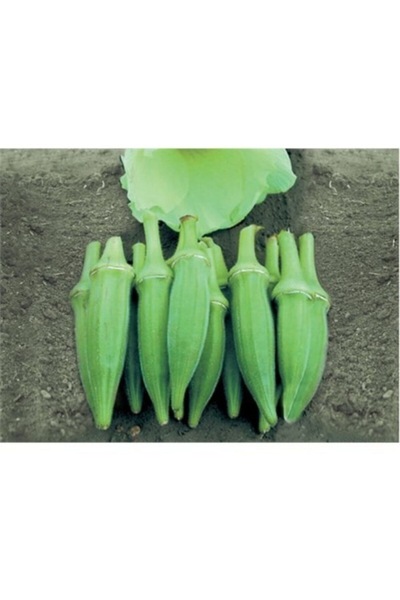 Köy Tohumları 50 Adet Tohum Nadir Erkenci Mini Sultani Bamya Tohumu Hediye To...