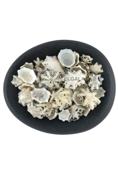 ELGALA Deniz Kabuğu Doğal Midye Kabuğu 100 Gram Star Limpet