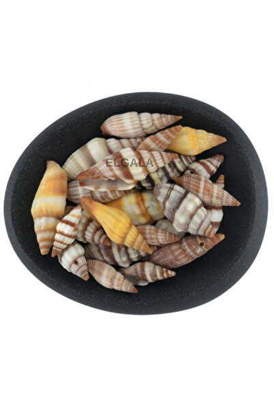 ELGALA Deniz Kabuğu Doğal Midye Kabuğu 100 Gram Mitra Sanguisuga