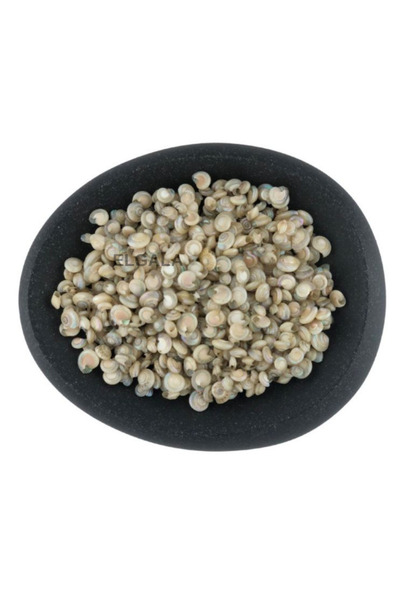 ELGALA Deniz Kabuğu Doğal Midye Kabuğu 100 Gram Umbinium Pearlized Mini