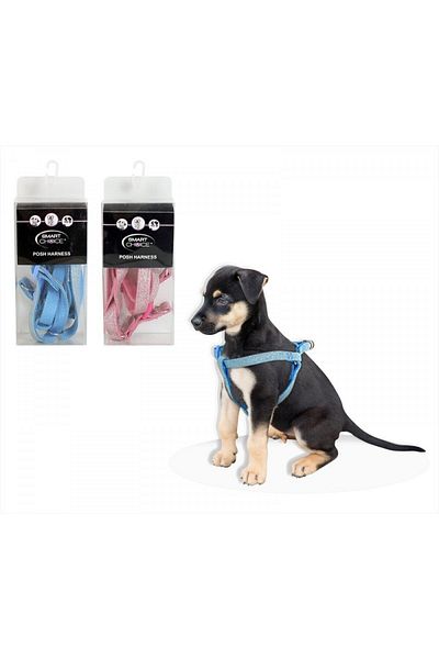 Royalist BLUE COLOR SILVERY CHEST GRAP 15 MM DOG GRAP