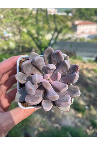 SukuLand Echeveria Cupid Koleksiyonluk Özel Tür Sukulent 8,5cm Büyük Saksıda