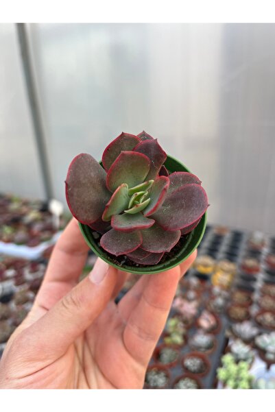 SukuLand Echeveria Julia ithal koleksiyonluk özel tür sukulent 5,5cm saksıda