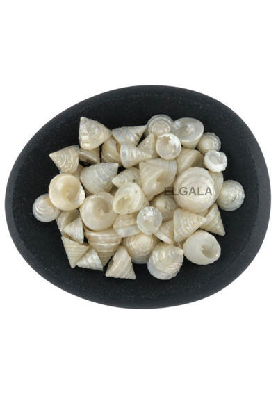 ELGALA Deniz Kabuğu Doğal Midye Kabuğu 100 Gram Astrea Undosa Pearlızed Küçük