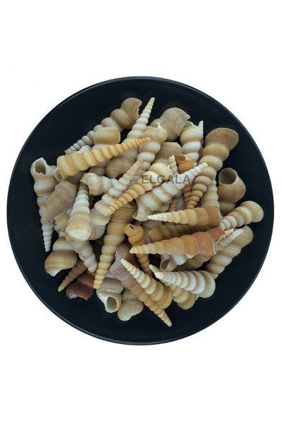 ELGALA Deniz Kabuğu Doğal Midye Kabuğu 100 Gram Turitella