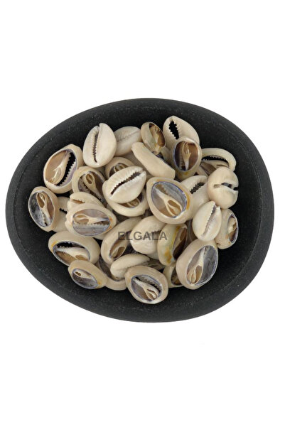 ELGALA Deniz Kabuğu Doğal Midye Kabuğu 100 Gram Cyprea Moneta(Kesik)