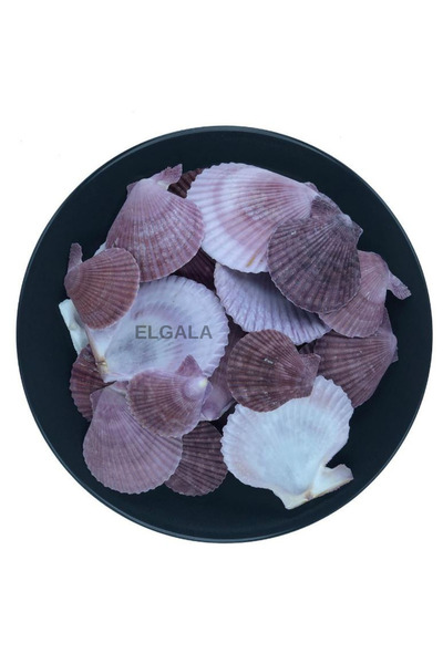 ELGALA Deniz Kabuğu Doğal Midye Kabuğu 100 Gram Pecten Novelıs Mor