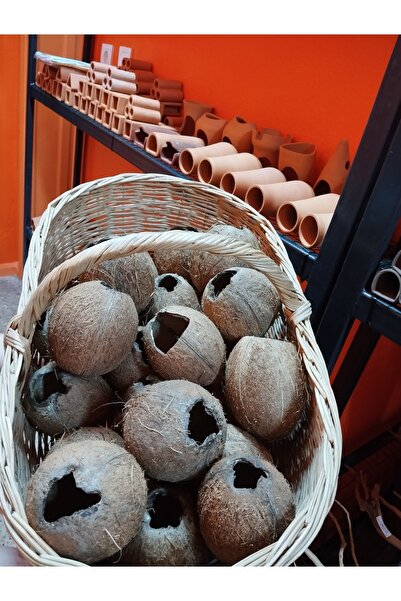 Meç Hindistan Cevizi Kabuğu (1 Adet)