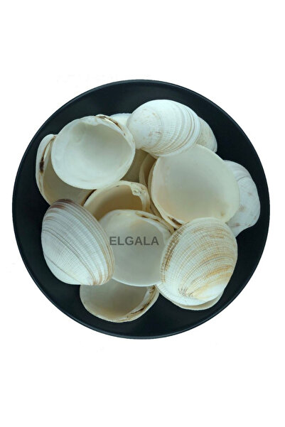 ELGALA Deniz Kabuğu Doğal Midye Kabuğu 100 Gram Bug Atan Like Codakia