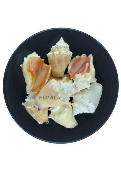 ELGALA Deniz Kabuğu Doğal Midye Kabuğu 100 Gram Strombus Alatus