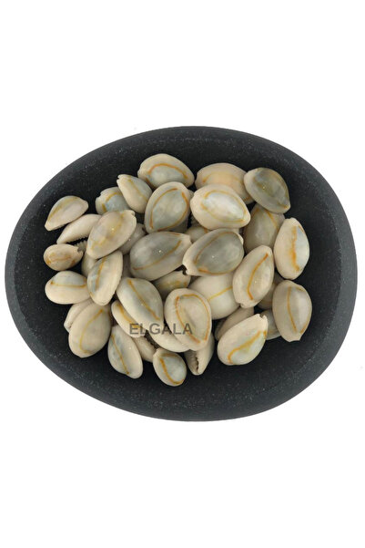 ELGALA Deniz Kabuğu Doğal Midye Kabuğu 100 Gram Cyprea Moneta(Siyah)