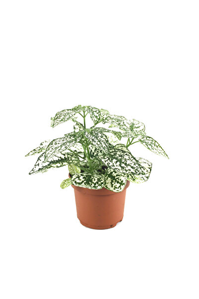 Betonish Fittonia - Beyaz