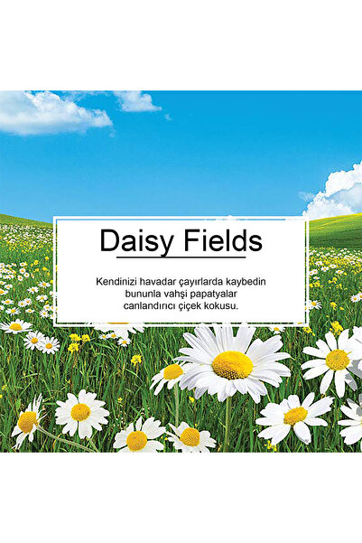 Car Freshner Little Trees Daisy Chain Papatya Aromalı Asma Oto Kokusu