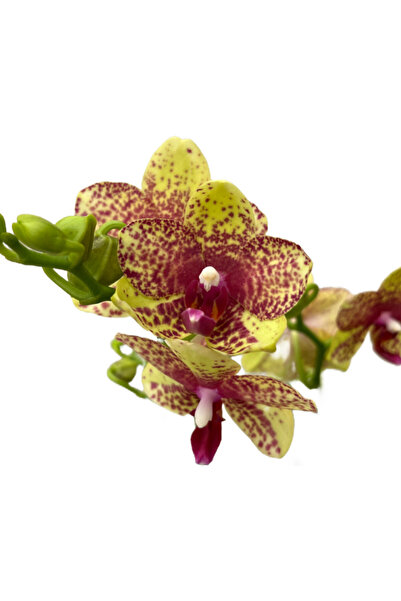 Betonish Phalaenopsis 'Wild Geel' (Sarı Orkide)