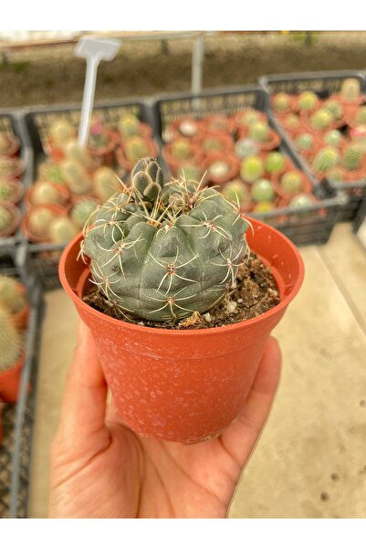 Gymnocalycium baldianum 2 Kaktüs 8.5 cmlik saksıda