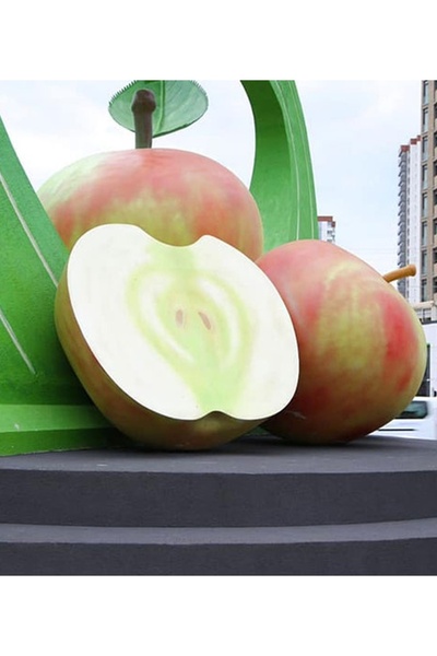 CC Elma Fidanı(YOMRA ELMASI) 100-150 Cm Tüplü