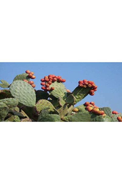 peyzajyagmur Tüplü Hint Inciri Frenk-pabuç Inciri Dikenli Incir Fidanı