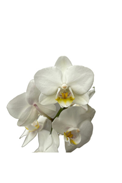 Betonish Phalaenopsis 'Amabilis' (Beyaz Orkide)