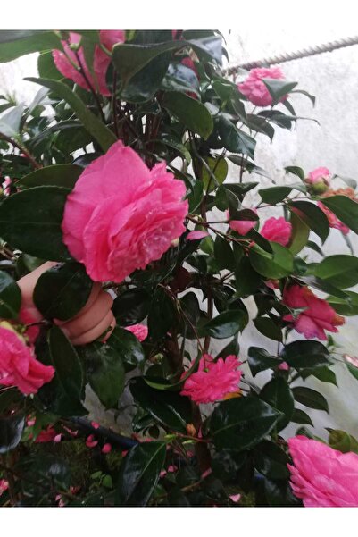 CC Pembe Kamelya Çiçeği - Camelia Japonica Kırmızı.(30-45 Cm Cm Arası