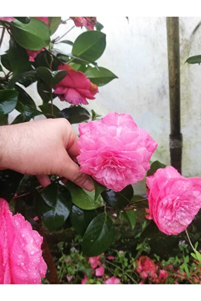 CC Kamelya Fidanı Pembe ( 50-80 ) Cm tüplü