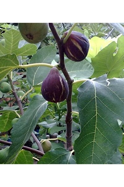 CC Incir Fidanı (PATLICAN INCİRİ) 100-150 Cm Tüplü Meyve Verme Durumunda