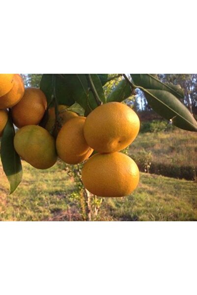 Genel Markalar Tüplü Fidan Okitsu Mandalina Fidanı(ÜZERİ MEYVELİ SAKSLILI)