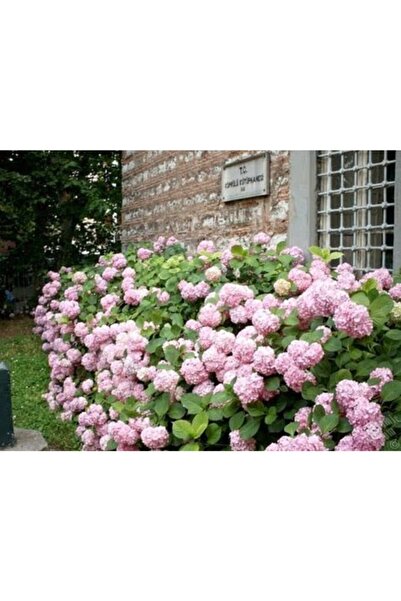 GARDENYA TOHUMCULUK 15 Adet Soft Pembe Renkli Ortanca Çiçeği Tohumu
