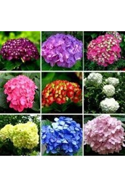 GARDENYA TOHUMCULUK 20 Adet Karışık Renkli Ortanca Çiçeği Tohumu