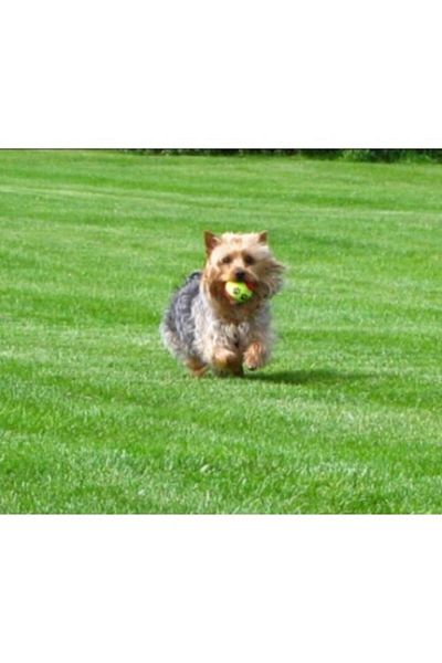 CMT Pet Training Ball Set of 1
