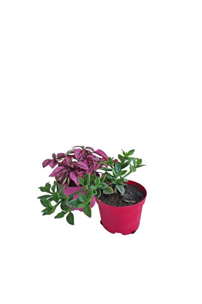 serada decor & plant 2'Li Set 1 Adet Pembe Hostes Çiçeği+1 Adet Buz Çiçeği