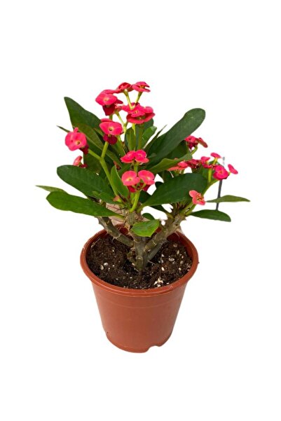 Mimoza Bitki Market Saksılı Kırmızı Dikenler Tacı Japon Iğnesi Euphorbia Mili...