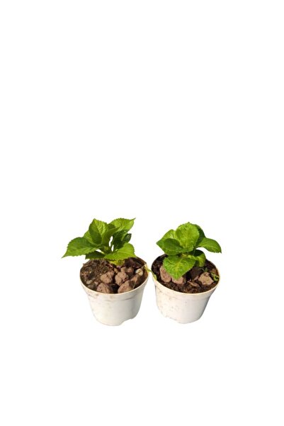 serada decor & plant 2'Li Mini Ortanca Seti (5-10Cm) Yoğun Çiçekli Bitki