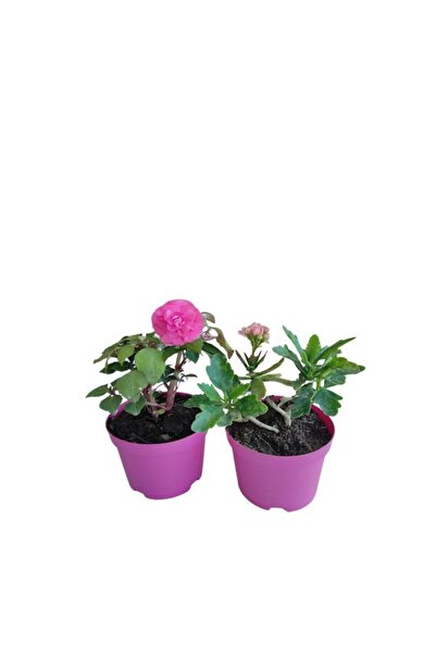 serada decor & plant 2'Li Set Pembe Kalanşo+ Pembe Katmerli Cam Güzeli