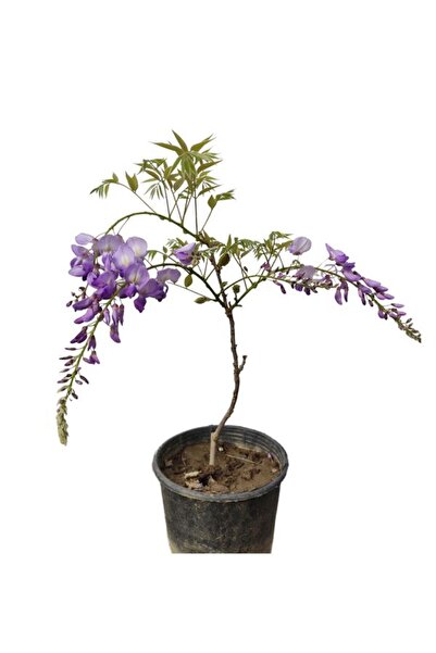 Bitkim Sende Muhteşem Görünümlü Mis Kokulu Mor Salkım (20-50 Cm)1 Adet Saksıl...