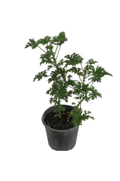 Mimoza Bitki Market Saksılı Itır Çiçeği Fidanı Küçük Boy 5-15 Cm