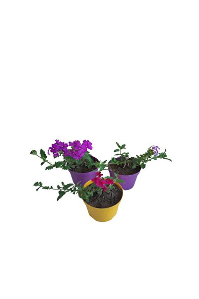 serada decor & plant 3'Lü Mini Mine Çiçeği Seti 1 Adet Koyu Mor +1 Adet Alaca...