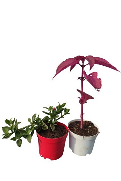 serada decor & plant 2'Li Mini Bitki Seti 1 Adet Buz Çiçeği+1 Adet Çingene Şa...