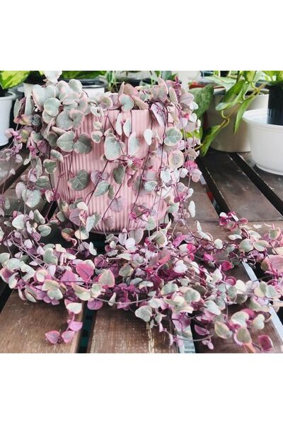 E-fidancim Sarılıcı Tırmanıcı Ceropegia Woodii Kalp Kalbe Karşı Sukulent Yumr...