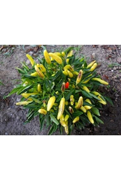 Köy Tohumları 50 Adet Tohum Organik Taze Hasat Tohum Sarı Turşuluk Yemelik Ac...