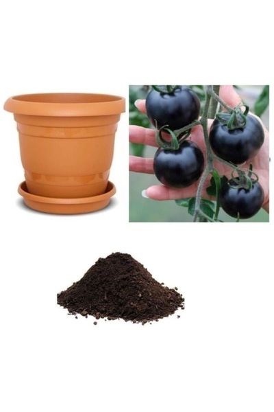 Köy Tohumları 25 Adet Tohum Nadir Black Domates Tohumu Çeri Cherry Siyah Doma...