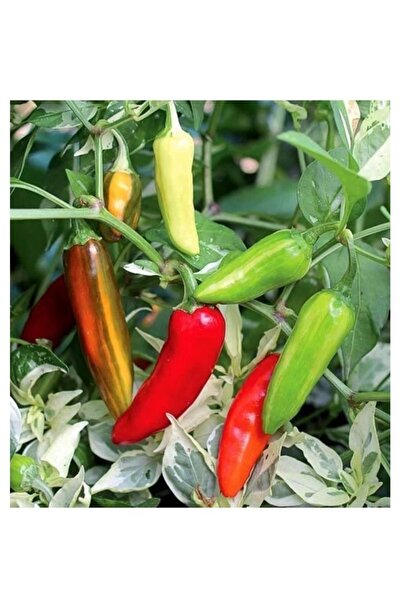 Köy Tohumları 100 Adet Tohum Acı Yeşil Turşuluk Hatay Balık Biberi Tohumu Org...