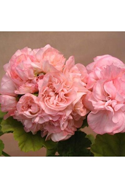 E-fidancim Nadir Sophia Emma Gül  Sardunya Çiçeği Fidesi( 1 Adet Fide)