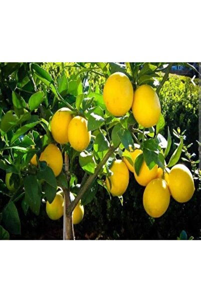 Doğan Fidancılık Saksılı 3.5 Yas Bodur Mayer Limon Fidani