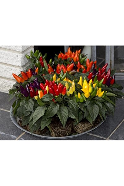 Köy Tohumları 100 Adet Tohum Nadir Burbiye Acı Turşuluk Gökkuşağı Süs Biberi ...