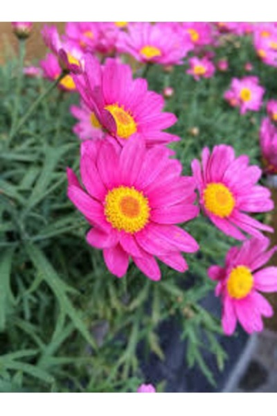 Köy Tohumları 20 Adet Tohum Organik Pembe Kır Yayılıcı Papatya Pembe Papatya ...