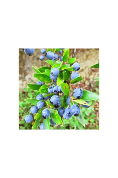 GojiberryTürkiye HAMBELES MURT fidanı 2 adet BEYAZ+SİYAH