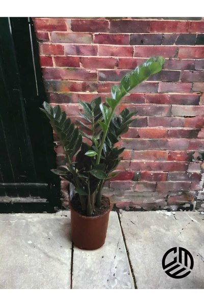 CME Zamia Bitkisi (Zamioculcas) Canlı Ev Bitkisi Ofis Bitkisi Salon Bitkisi