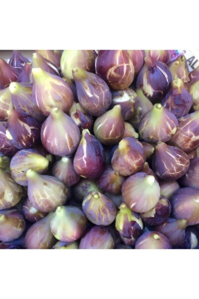 Nutyen Tüplü Yöresel Jumbo Meyveli Karadeniz Patlıcan Inciri Fidanı