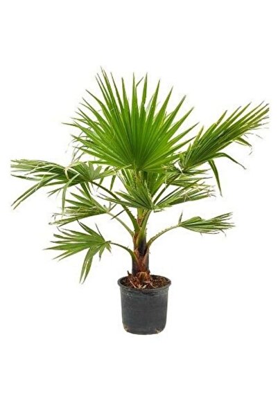 canlipetshop Palmiye Ağacı Tohumu Washingtonia Filifera 180 Adet Tohum (30 Ad...